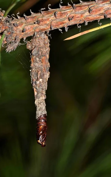 Imagen Capullo Polilla Bagworm Tomada Por Noche Houston Caja Vacía — Foto de Stock