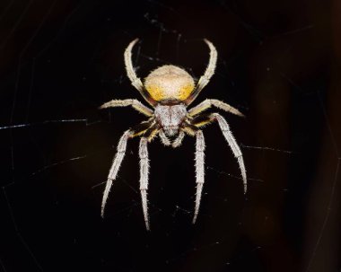 Orb Weaver örümcek onun Web siyah bir arka plan ile gece.