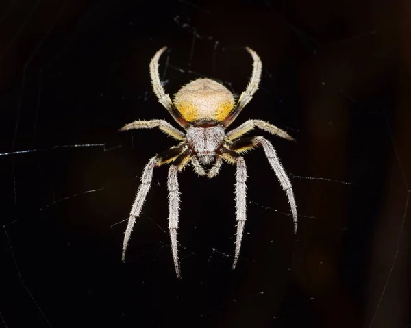 Orb Weaver Ragno Nella Sua Ragnatela Notte Con Uno Sfondo — Foto Stock