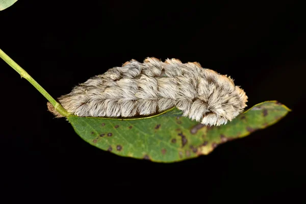 A gray-colored Flannel moth caterpillar feeding from an Oak leaf. These furry caterpillars have venomous spines under their fur that can cause serious medical conditions when stung.