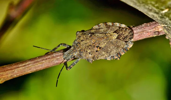 Insecto Apestoso Adulto Brochymena Sulcata Arrastrándose Largo Tallo Planta Houston — Foto de Stock