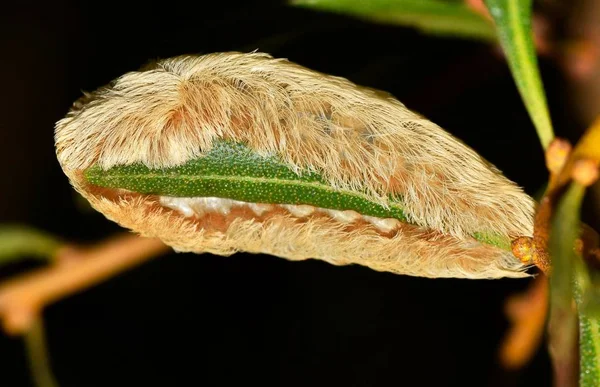 在美国 在美国的休斯敦 一只危险的法兰绒飞蛾毛虫在夜间吞没了一片叶子 注意在长毛发下可以看到的微小的有毒刺 — 图库照片