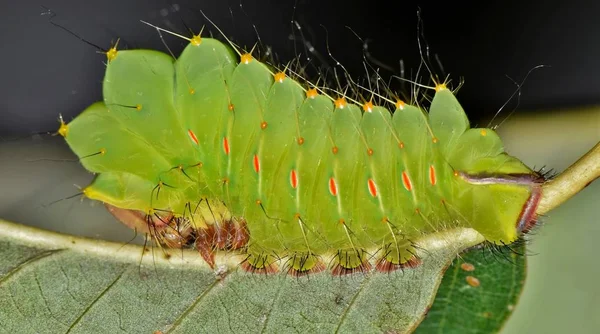 Young Polyphemus Caterpillar Antheraea Polyphemus Back Oak Leaf One Early Stock Picture