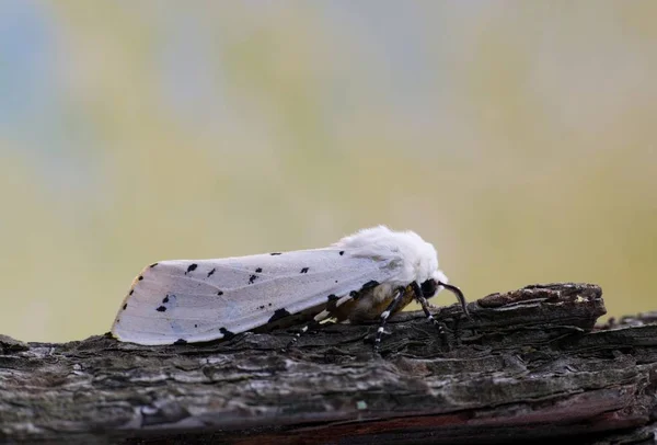 Salt Marsh Moth Vilar Barken Inför Rätt Med Ren Natur — Stockfoto