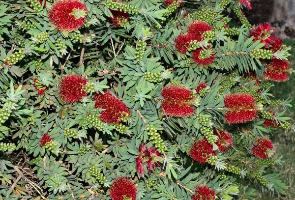 Red Bottle brush flowers blooming on an ornamental garden hedge in Houston, TX. The Bottle brush plant is a native species of Australia.