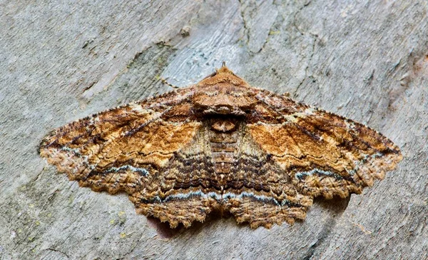 Вид Zale Moth Смотрит Дом Покоящийся Коре Дерева Хорошо Скрытой — стоковое фото