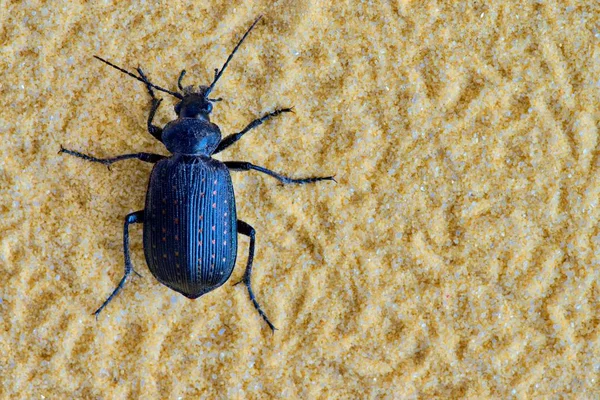 Een Zwarte Vurige Hunter Beetle Callisthenes Calidus Macro Geïsoleerd Een — Stockfoto