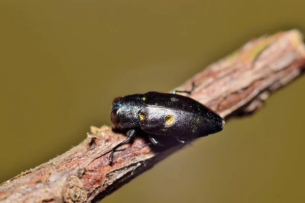 Златокрылый Жук Борер Chrysobothris Chrysoela Веточке Чистым Коричневым Фоном Природы — стоковое фото