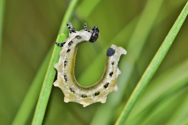 Una Sola Larva Sawfly Una Aguja Pino Haciendo Algunas Poses — Foto de Stock