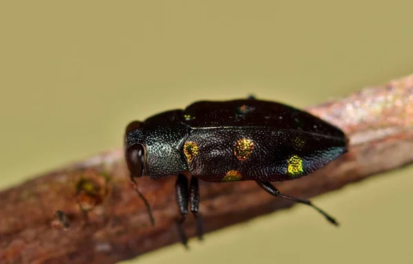 Cerrar Imagen Macro Escarabajo Joya Barrenador Madera Oro Como También —  Fotos de Stock