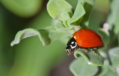 Bir Cilalı Lady Beetle (Cycloneda munda) Houston, Tx Bahar sırasında bir Barometre Bush yaprakları arasında dolaşan.