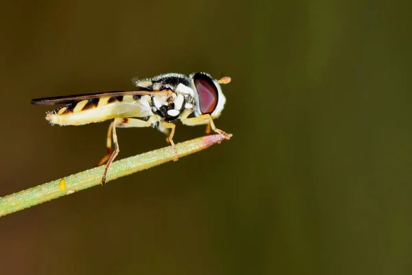 Een Kleine Zweef Van Het Geslacht Syrphidae Gelegen Het Puntje — Stockfoto