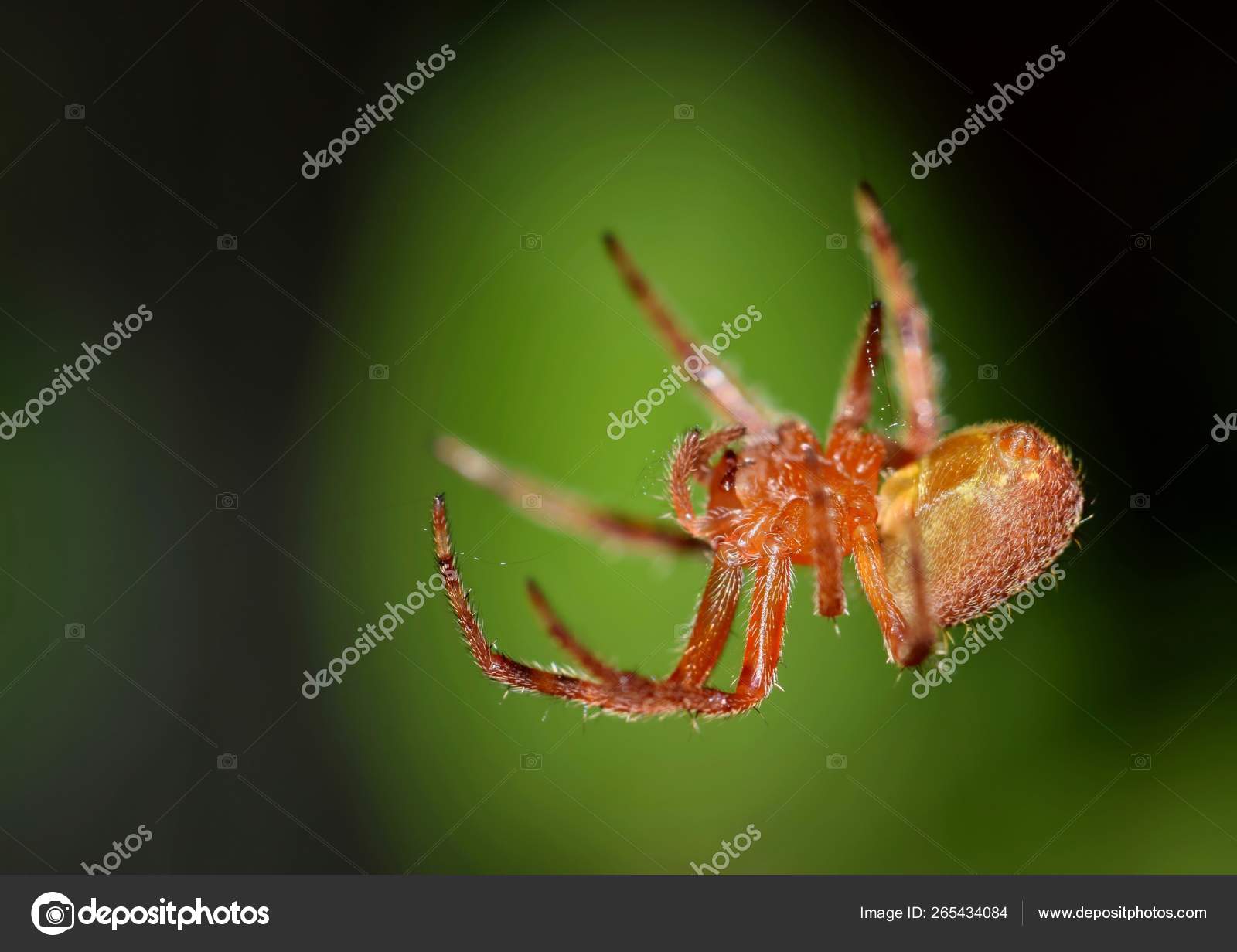 Common Orb Weaver Spider Process Spinning Its Web Photo Taken