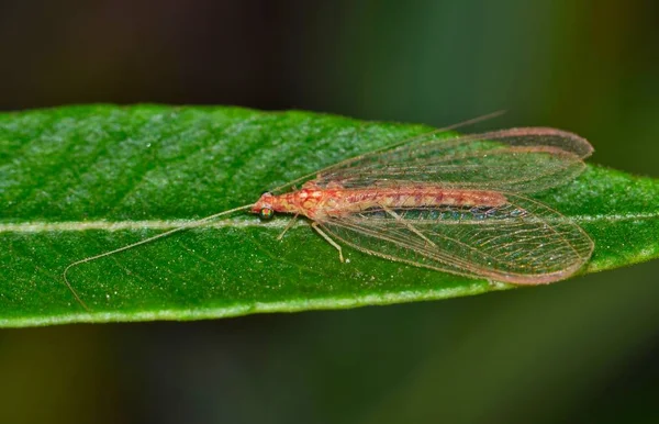 Insetto Brown Lacewing Poggia Una Foglia Oleandro Durante Inverno Houston — Foto Stock