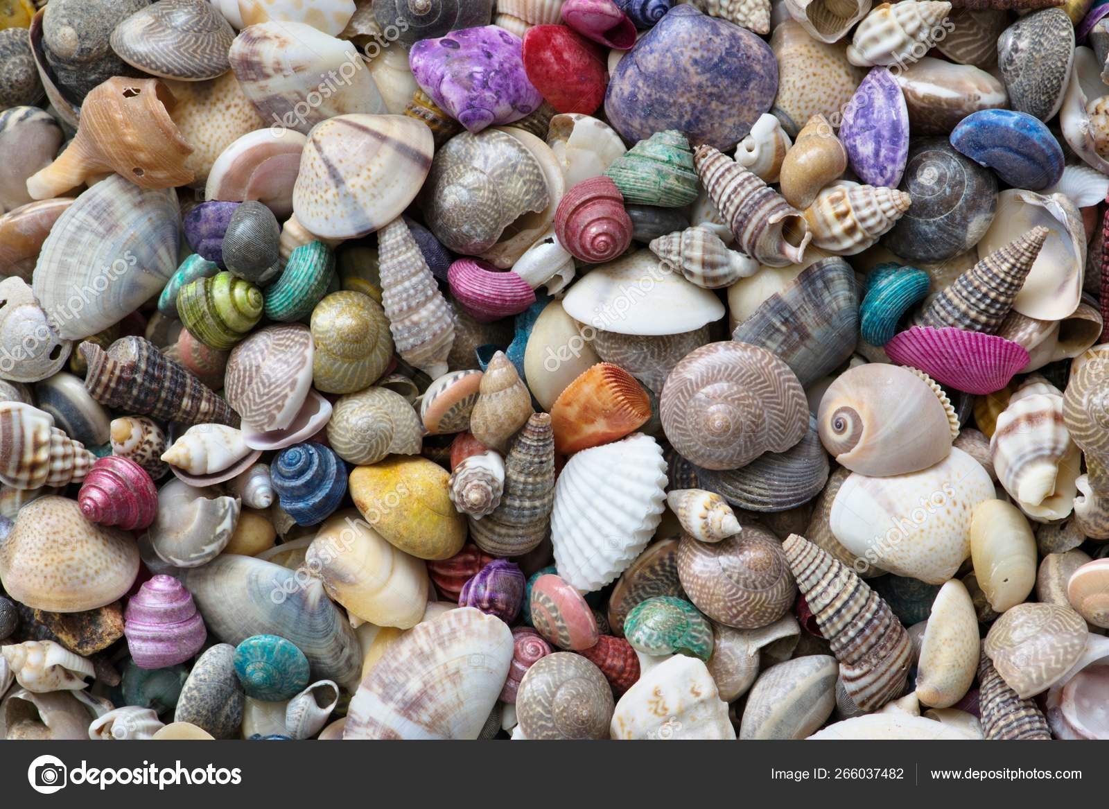Colorful Seashells