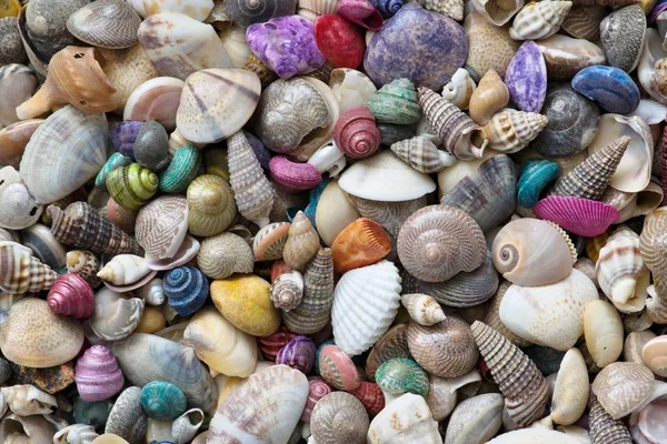Conchas de mar de colores fotos de stock, imágenes de Conchas de mar de colores sin royalties | Depositphotos Conchas de mar de colores fotos de stock, imágenes de Conchas de mar de colores sin royalties | Depositphotos