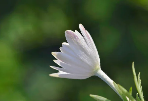 Uma Flor Margarida Que Abre Livre Para Calor Sol Com — Fotografia de Stock