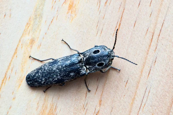 一只东眼点击甲虫 阿拉斯奥古图斯 在木板背景上隔离 这些甲虫是无害的 不被认为是害虫 — 图库照片