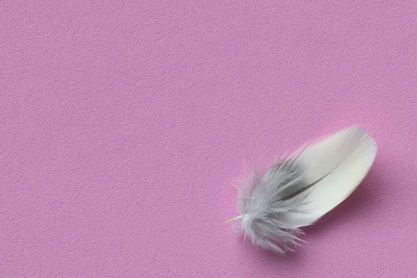 A single small delicate bird feather in the lower right corner on a solid pink background with room for text.