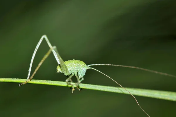 A very small Katydid nymph making its way along a plant stalk with a green blurred nature background in Houston, TX.