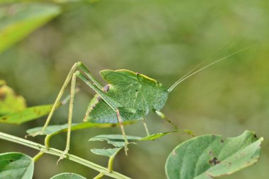 Bir Katydid bir yaprak gibi görünüyor ve ağaç yaprakları arasında yavaş yavaş sürünen gibi oldukça iyi kamufle edilir. Bu genç ve kanatlarını uzatmaya başladı..