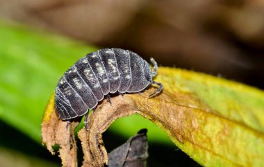 Bir Pill Bug yakın bir makro görüntü, ya da Wood Louse Houston, Tx ölü bir yaprak boyunca tarama.
