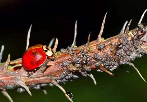 Una Mariquita Una Rama Medio Una Gran Cantidad Áfidos Que — Foto de Stock