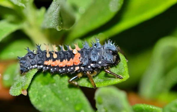 Una Larva Escarabajo Dama Tiene Una Apariencia Alienígena Mientras Caza — Foto de Stock