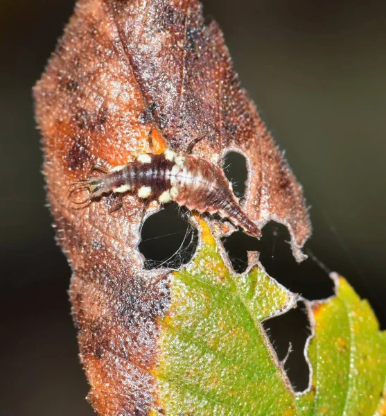 小さなレースウィングの幼虫は 死にかけている葉の上に完全に迷彩しました その着色は それが溶け込むように疑いのない昆虫に捕食的な利点を与えます — ストック写真