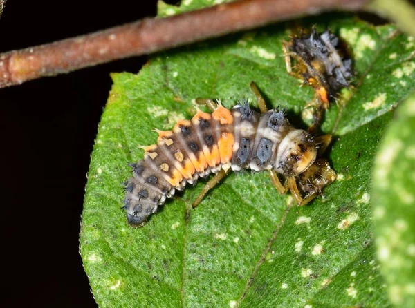 Asyalı Bir Bayan Böcek Larva Aynı Türün Başka Bir Larva — Stok fotoğraf