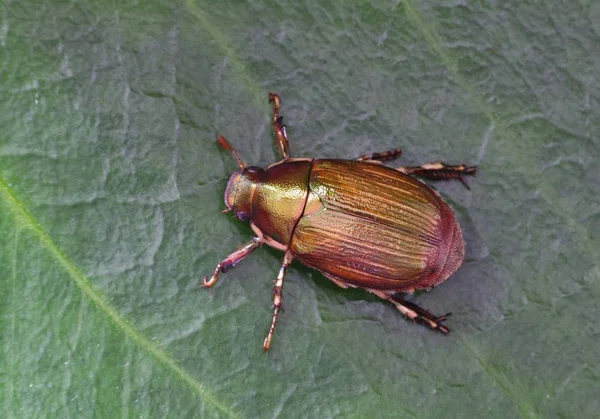 Escarabajo Marfil Marginado Rutelino Anomala Marginata Sobre Una Hoja Verde —  Fotos de Stock