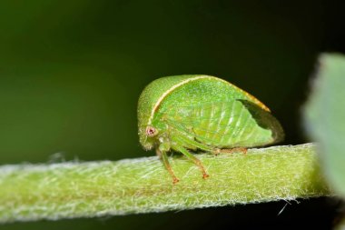 Houston, Tx bir bitki sapı üzerinde roosting Üç Köşeli Yonca Treehopper Spissistilus festinus.