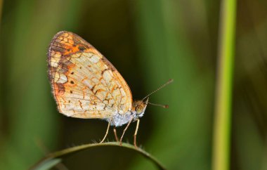 Pearl Crescent Butterfly (Phyciodes tharos) kanatları dik bir çim kavisli bir bıçak üzerinde roosting. Fotoğraf Houston, Tx alınan.