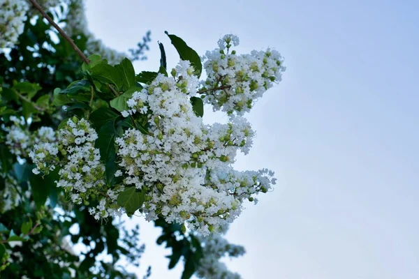 White Crepe Myrtle Tree Flossoms Lagerstroemia Indica Цвіте Початку Спекотного — стокове фото