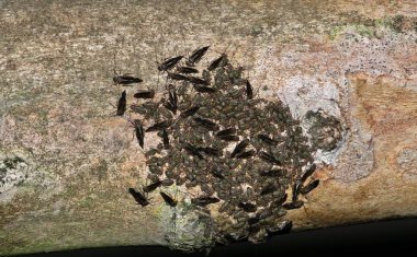 Ortak bir Barklouse (Cerastipsocus venosus) koloni Houston, TX gece bir krep Myrtle Tree Branch üzerinde toplandı. Onlar zararsız, yararlı ve temiz ağaçlar gevşek kabuğu ve liken vardır.