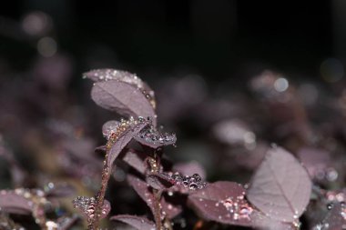 Karanlık bir arka plana karşı sığ bir alan derinliği ile yaprakları üzerinde su damlacıkları ile mor elmas Loropetalum Bahçe çalı.