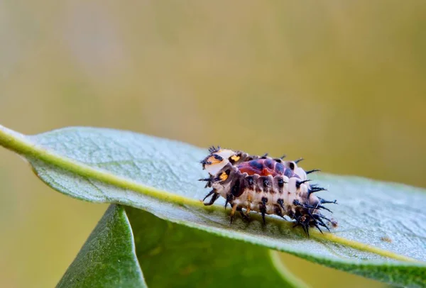 Una Mariquita Juvenil Mudado Exoesqueleto Una Hoja Transformándose Una Pupa — Foto de Stock