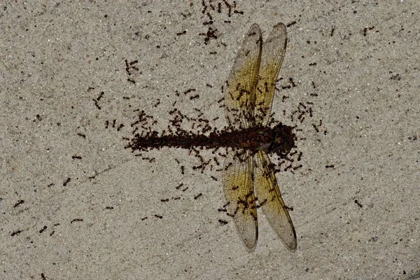 Tiny Red Ants Swarming Dead Body Dragonfly Slowly Picking Apart — Stock Photo, Image