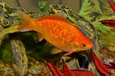 Tek turuncu renkli Koi Goldfish (Carassius auratus) arka planda habitat süslemeleri ile bir akvaryum balık tankı.