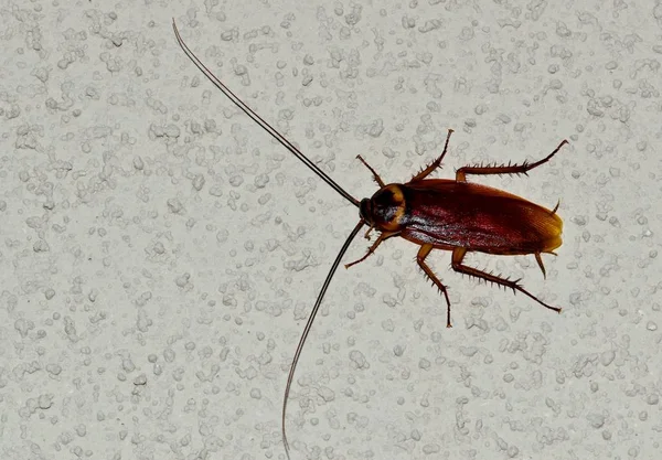 Een Grote Amerikaanse Kakkerlak Periplaneta Americana Een Buiten Muur Van — Stockfoto