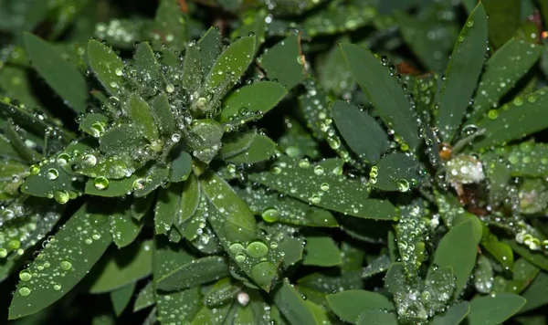 Water Droplets Rain Storm Settle Dense Bottlebrush Leaf Foliage Night — Stock Photo, Image