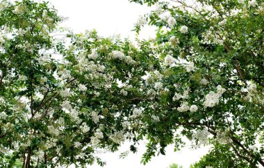 İki Krep Myrtle ağacı gölgelik birlikte merkezinde birleşen. Yemyeşil yaprak yaprakları ve beyaz çiçekleri Yaz başında çiçeklenme vardır.