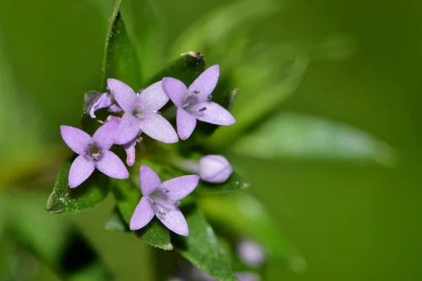 Uma Imagem Macro Blue Fieldmadder Sherardia Arvensis Flores Silvestres São — Fotografia de Stock