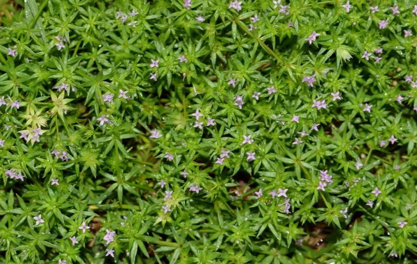 Blue Fieldmadder Sherardia Arvensis Ground Cover Displaying Its Tiny Purple — Stock Photo, Image