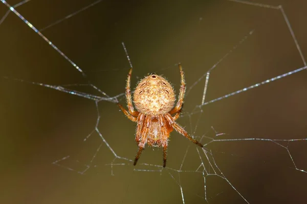 Obrázek Pavouka Snovači Orbu Visící Vzhůru Nohama Středu Poškozeného Webu — Stock fotografie