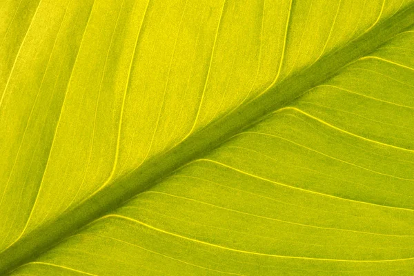 Symmetrical diagonal view of a green Peace Lily leaf (Spathiphyllum) with a backlight to give it a soft glow and interesting textures.