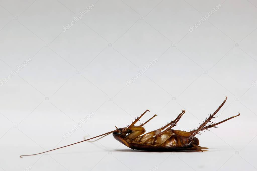 An adult American Cockroach lays dead on its back after eating from a roach bait and is shown here isolated on a plain white background with room for text.