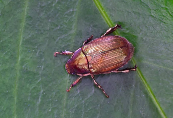 象牙边缘鲁泰林甲虫 阿诺马拉边缘 孤立地穿过绿叶 其有吸引力的金属光泽使他们有别于常见的六月虫 — 图库照片