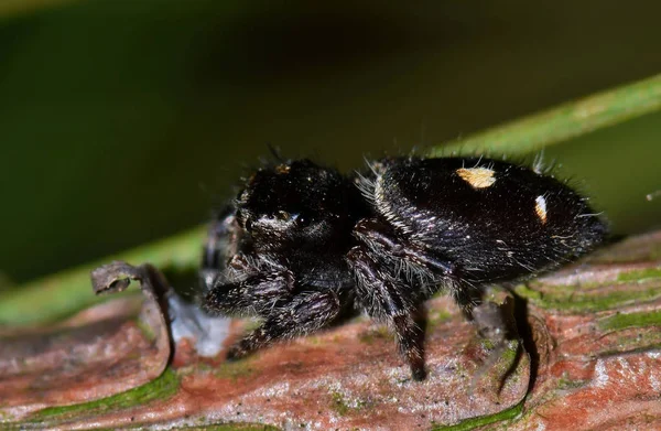 Black Bold Jumping Spider Macro Phidippus Audax Repousa Sobre Ramo — Fotografia de Stock