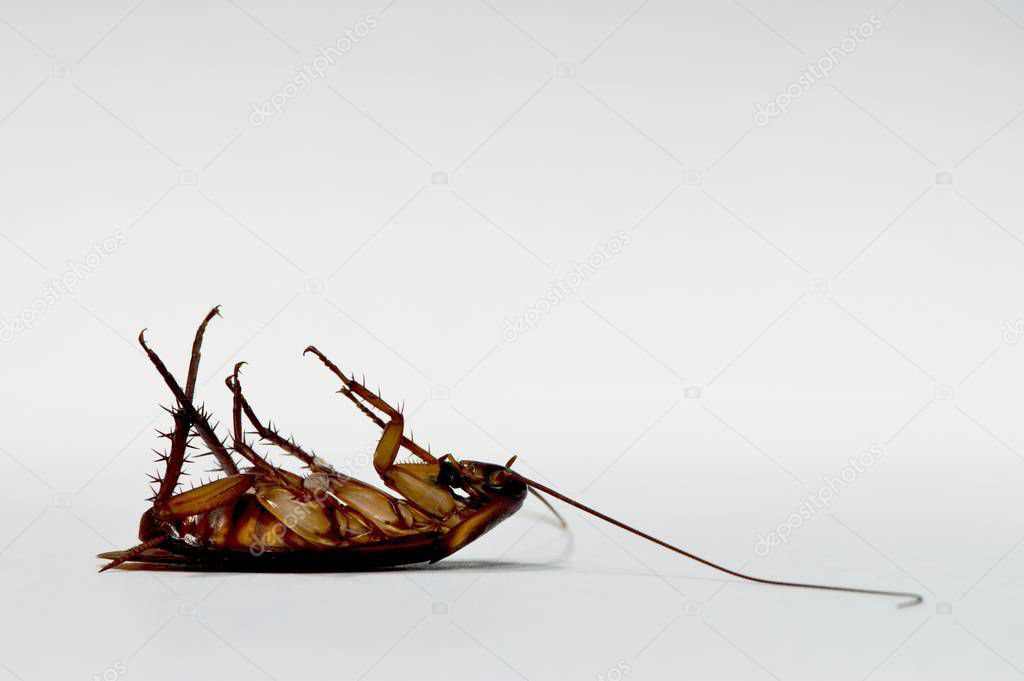 American Cockroach dead on its back after being poisoned by roach bait. Isolated near the bottom left with a plain white background and room for text.